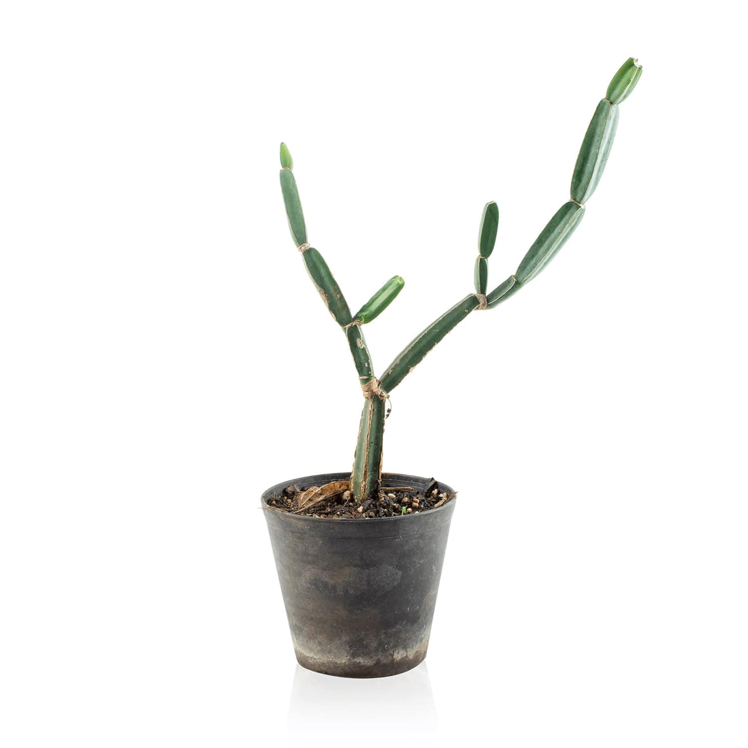 Cissus Quadrangularis, Hadjod – Plant